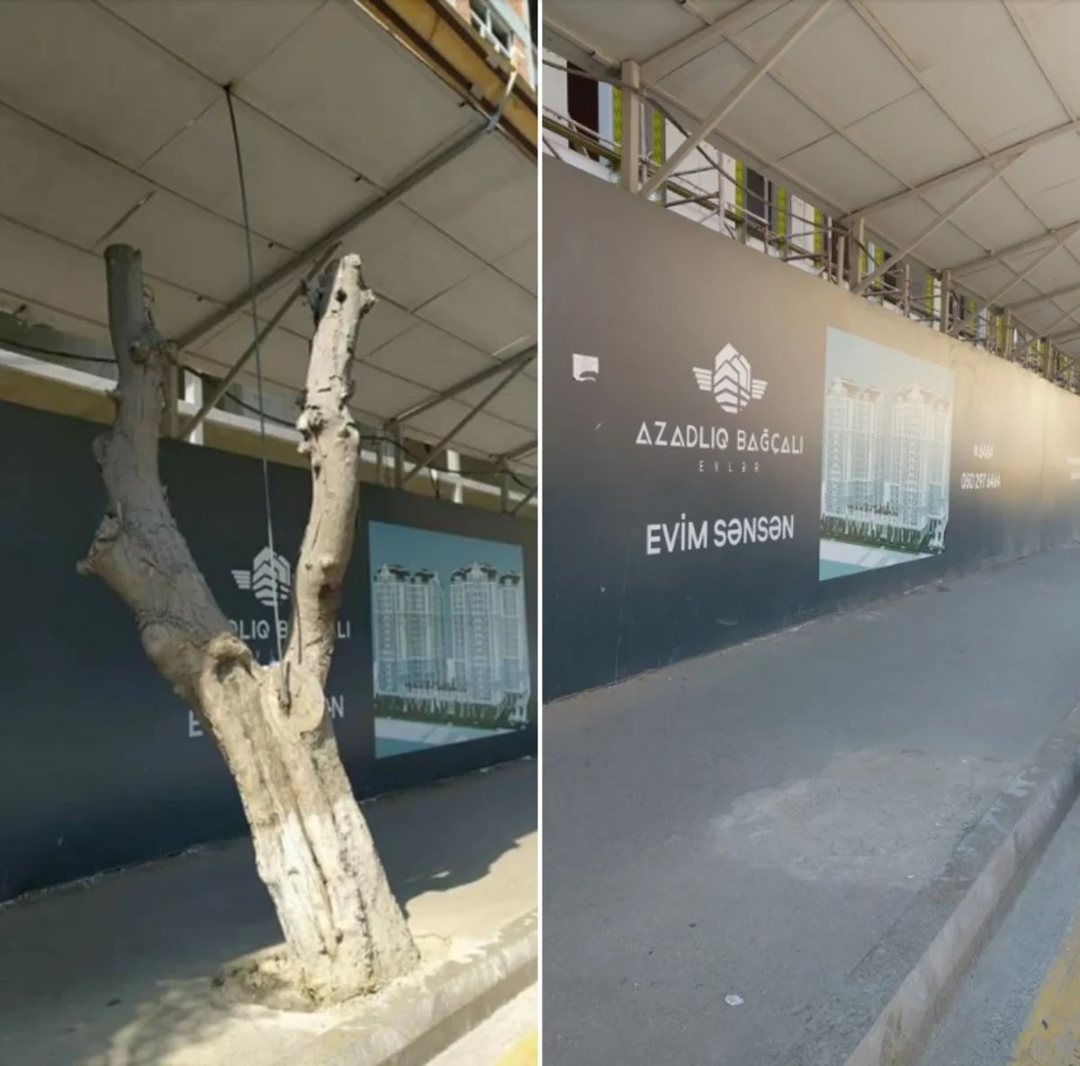 Bakıda yoxa çıxmış ağacın yerində yenisi əkilib