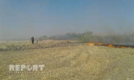 Şabranda biçilmiş əkin sahələrində baş vermiş yanğın söndürülüb - YENİLƏNİB - VİDEO