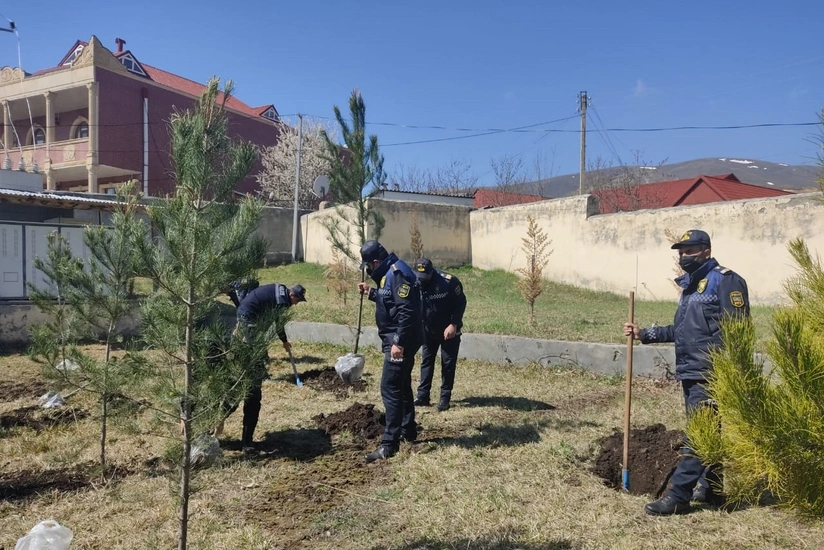Gədəbəydə polis ağacəkmə aksiyası keçirib