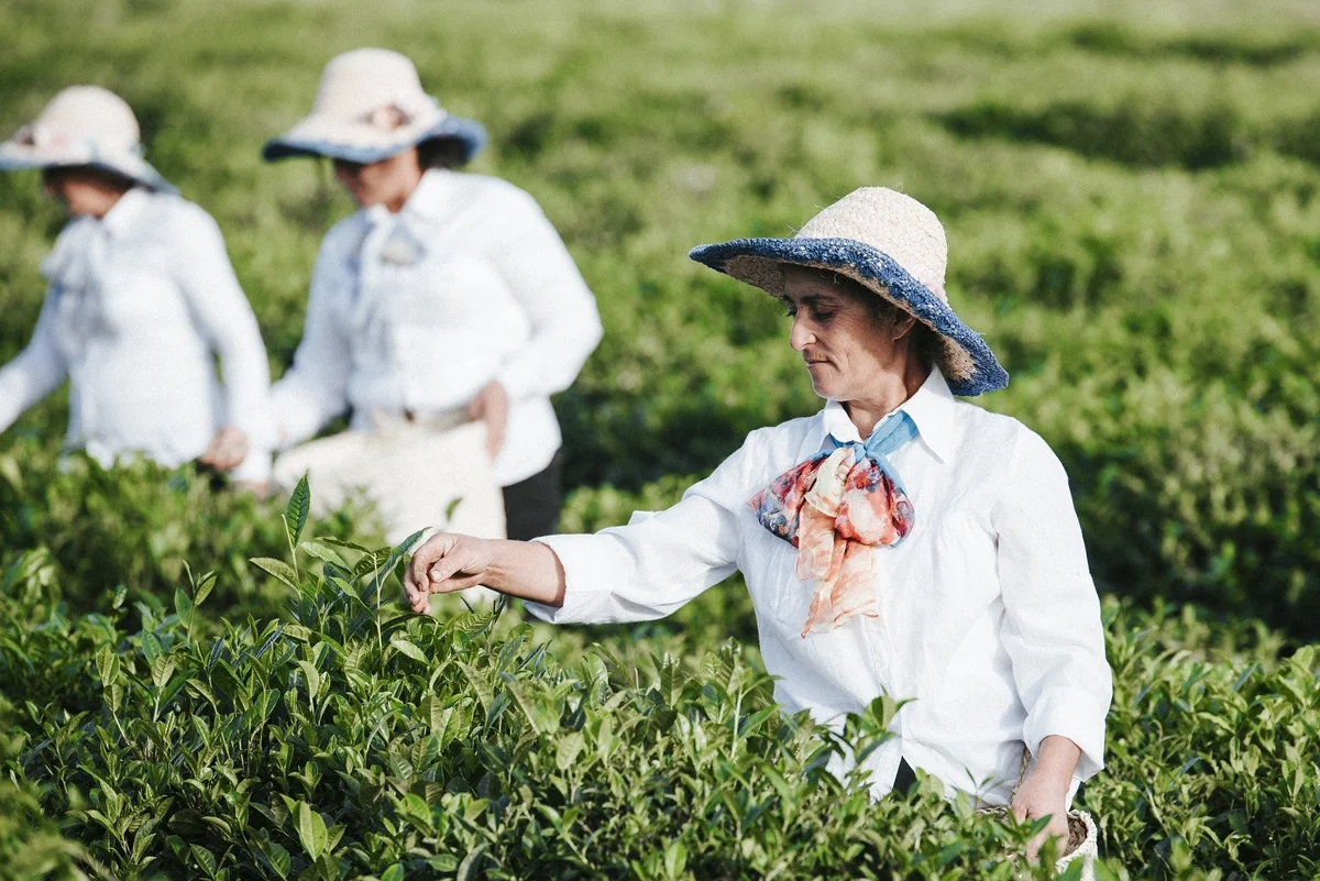 Kənd təsərrüfatı kooperativlərinin yaradılma prosedurları sadələşdirilir