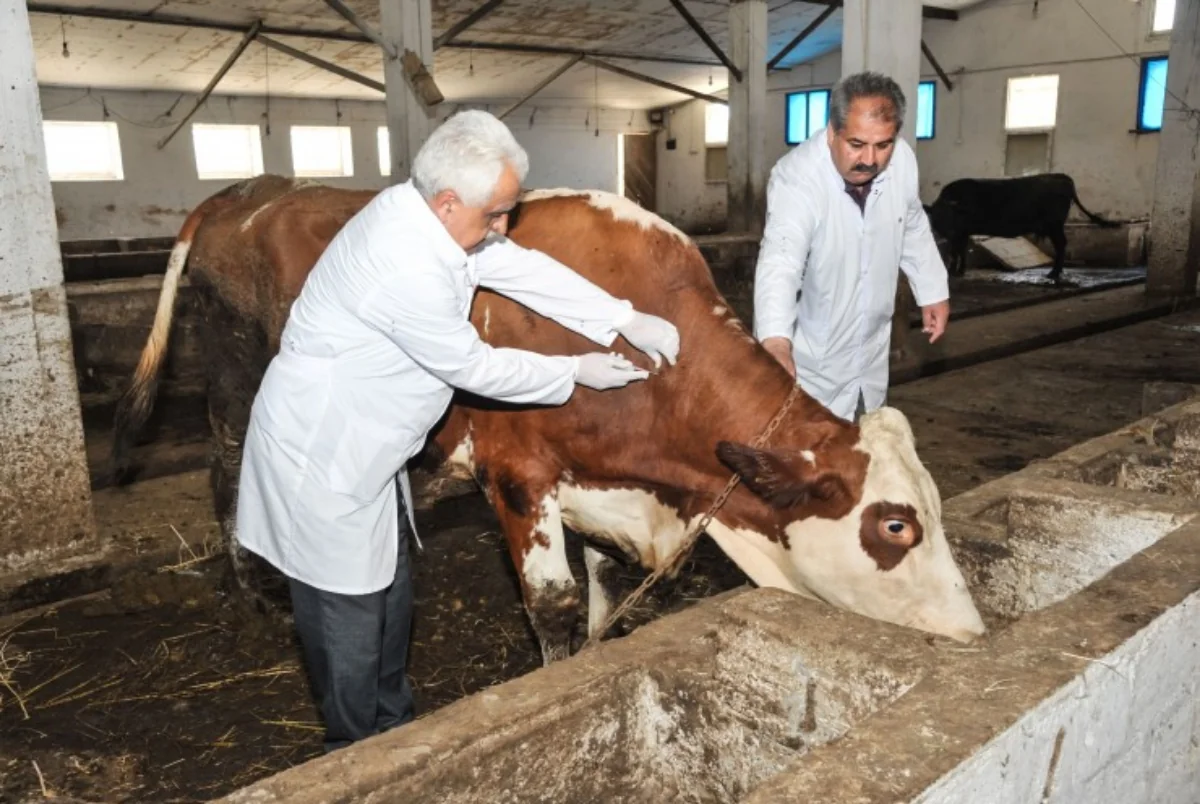 Azərbaycanda baytarlıq arayışının alınması ilə bağlı dövlət rüsumu ləğv edilib