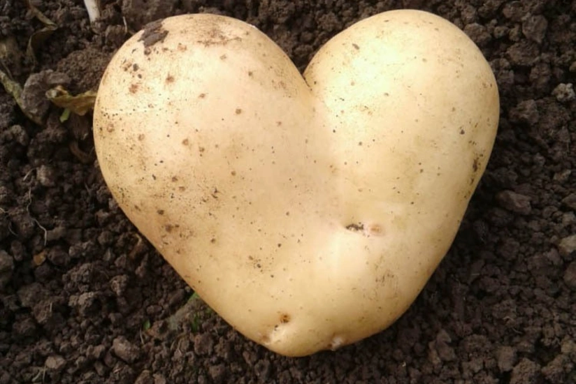 Cəlilabadda qeyri-adi kartof yetişib - FOTO