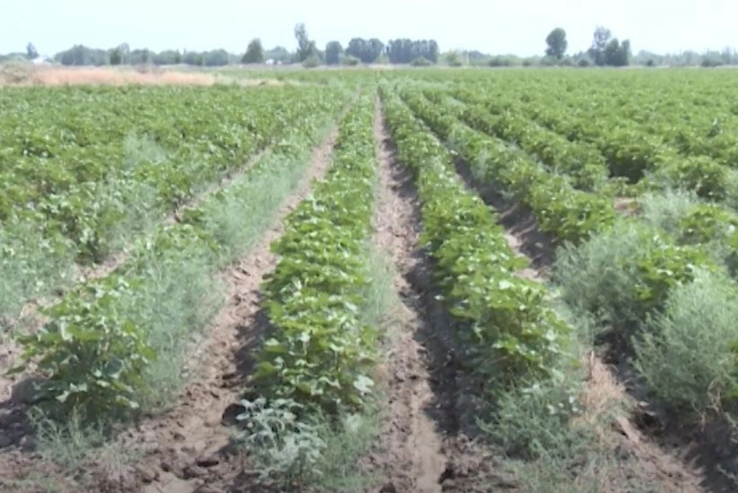30 il ermənilərin nəzarətində olan torpaqlarda ilk dəfə əkin işləri aparılıb