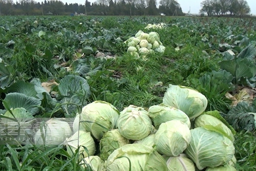 Cəlilabadda payızlıq kələmin yığımına başlanılıb