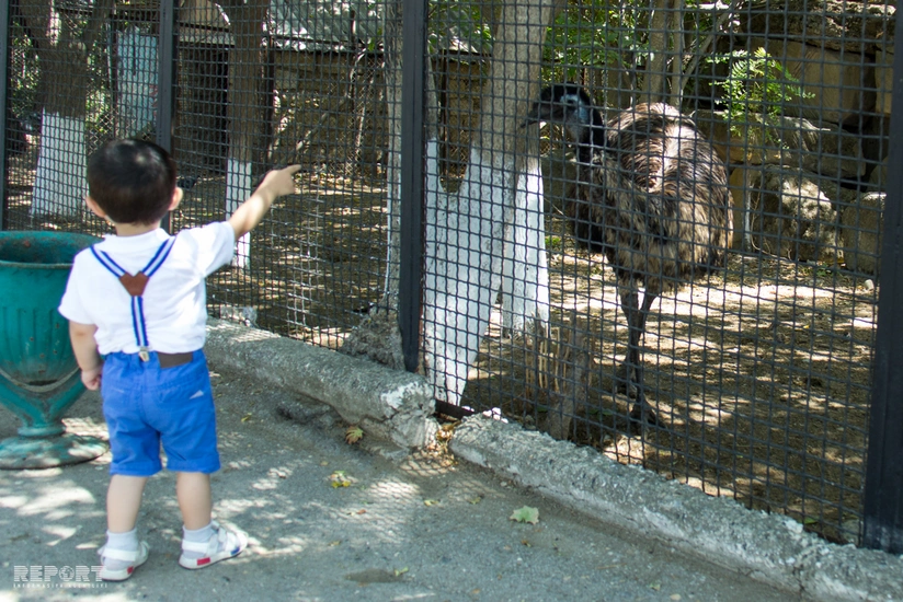 Heyvanların canına qəsd edən ziyarətçilər var - ZOOPARKDAN REPORTAJ