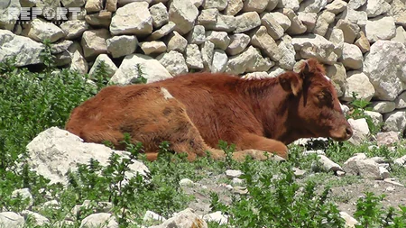 Qubada xəstəlikdən tələf olan mal-qara basdırılmayıb - FOTO - VİDEO