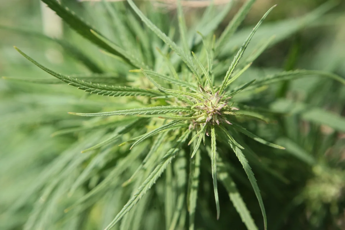 Kanadada marixuana leqallaşdırılıb