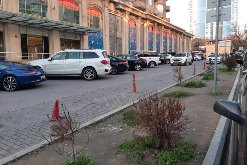 Bakı rayonlarının yaşıllaşma reytinqi müəyyən edilib - SİYAHI