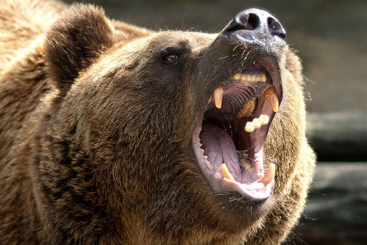 İsmayıllıda ayı yerli sakini öz həyətində parçalayıb