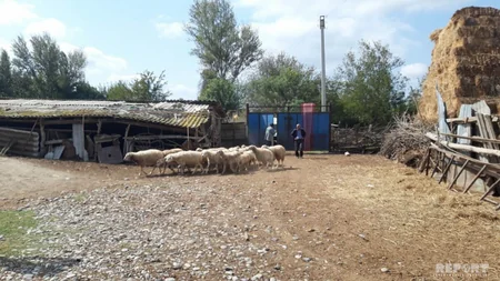 Bərdədə canavarlar 17 qoyunu parçalayıb - FOTO