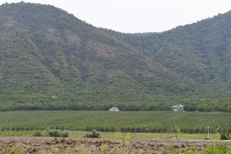 Dövlət başçısı Balakəndə “Bal meyvə” bağçılıq təsərrüfatı ilə tanış olub
