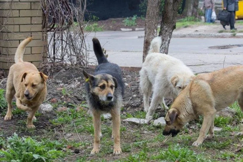 DİN: Zaqatalada itlərin zəhərləndirilərək öldürülməsi ilə bağlı araşdırmalar aparılır