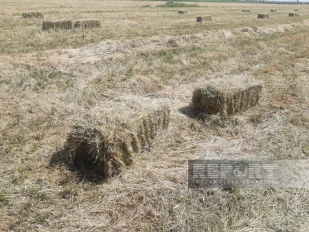 Biləsuvarda yonca bağlamaları bahalaşıb