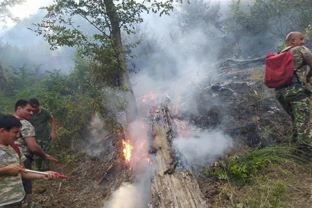 В Джалилабаде вспыхнул пожар в лесном массиве