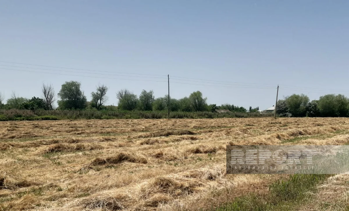 Muğan zonasında yağıntılar biçilmiş yonca sahələrinə ziyan vurub