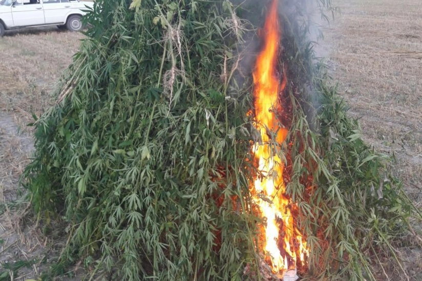 Oğuzda 3 tona yaxın çətənə kolu məhv edilib