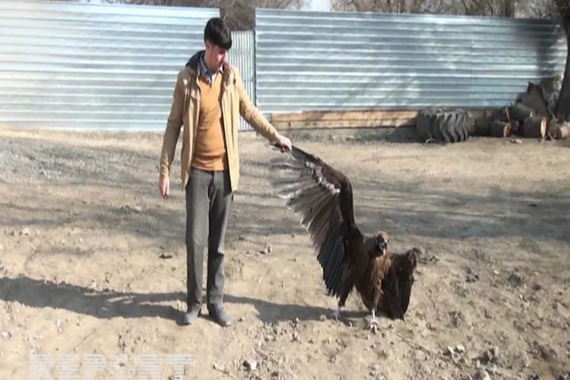 Yevlax sakini Qafqaz qartalını və kərkəsi tutub - FOTO