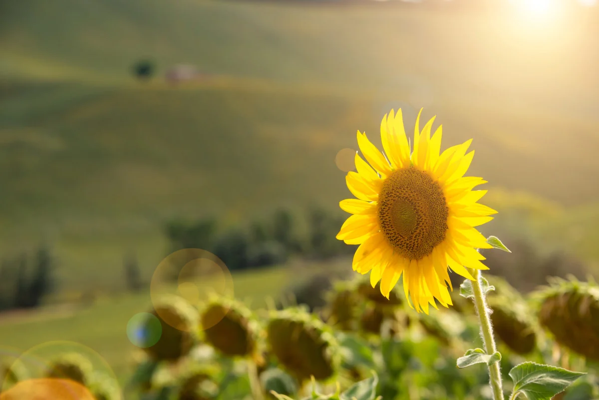 Azerbaijan buys sunflowers from Kazakhstan