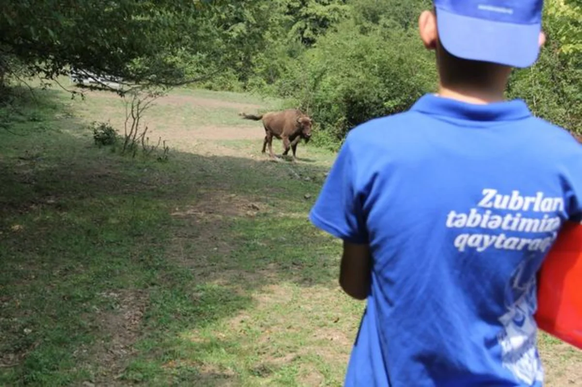 Zubrları təbiətimizə qaytaraq! ekoloji yay düşərgəsi başa çatıb