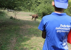 Zubrları təbiətimizə qaytaraq! ekoloji yay düşərgəsi başa çatıb