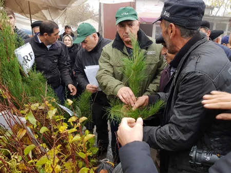 Respublika üzrə ümumilikdə 120 minə yaxın pulsuz ağac tingi paylanılıb