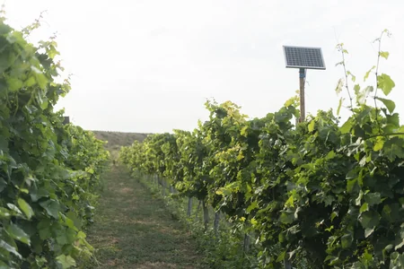Məcnun Məmmədov Şabranda təsərrüfatlara baş çəkib, fermerlərlə görüşüb