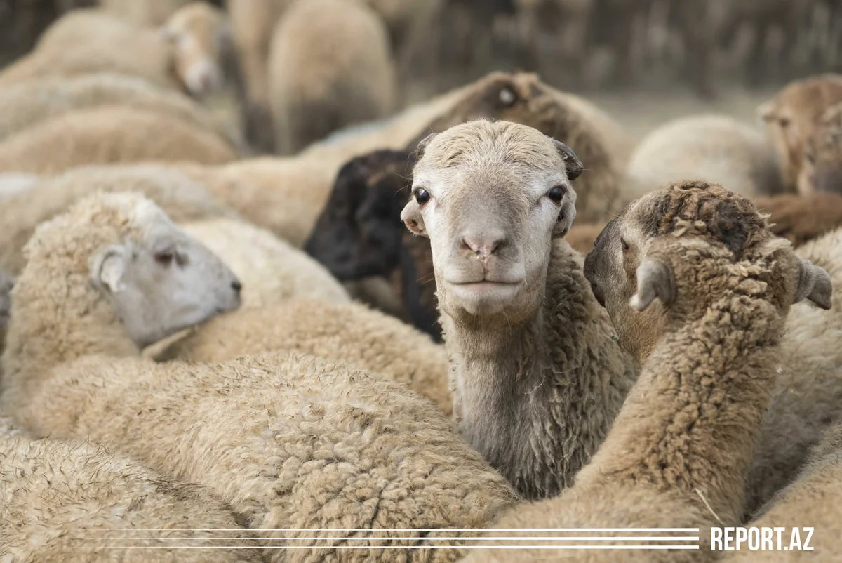 Qurban bayramı ilə əlaqədar onlayn satış yarmarkası təşkil olunacaq