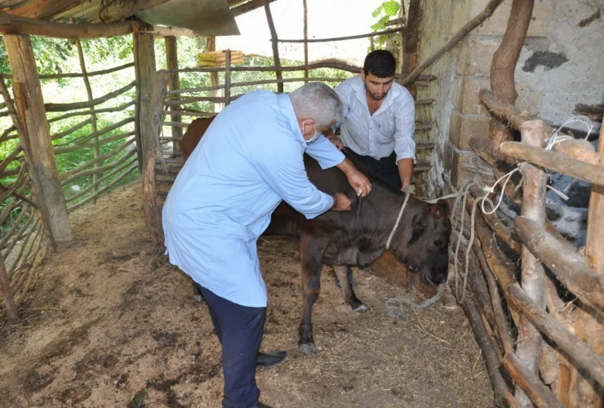 Balakəndə heyvanlar arasında iti yoluxucu xəstəliklərə qarşı profilaktik tədbirlərə başlanılıb