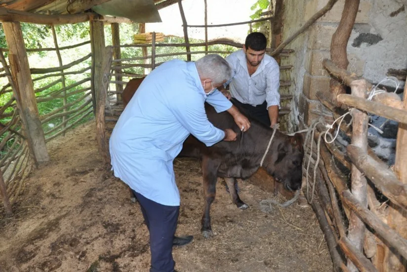 Balakəndə heyvanlar arasında iti yoluxucu xəstəliklərə qarşı profilaktik tədbirlərə başlanılıb