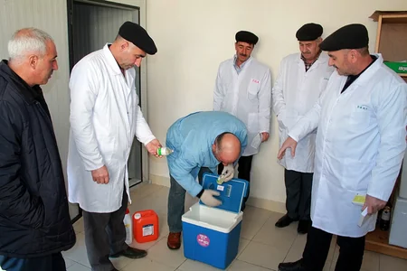 Yardımlıda heyvanlar arasında xəstəliklərə qarşı peyvəndləmə aparılır