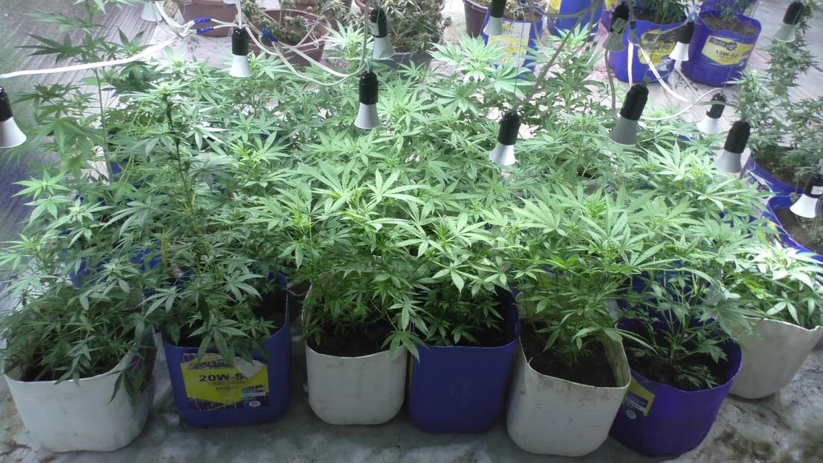 Balakəndə narkotik vasitələrin emal edildiyi laboratoriya aşkarlanıb