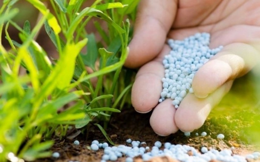 Azerbaijan’s fertilizer imports from Netherlands soar