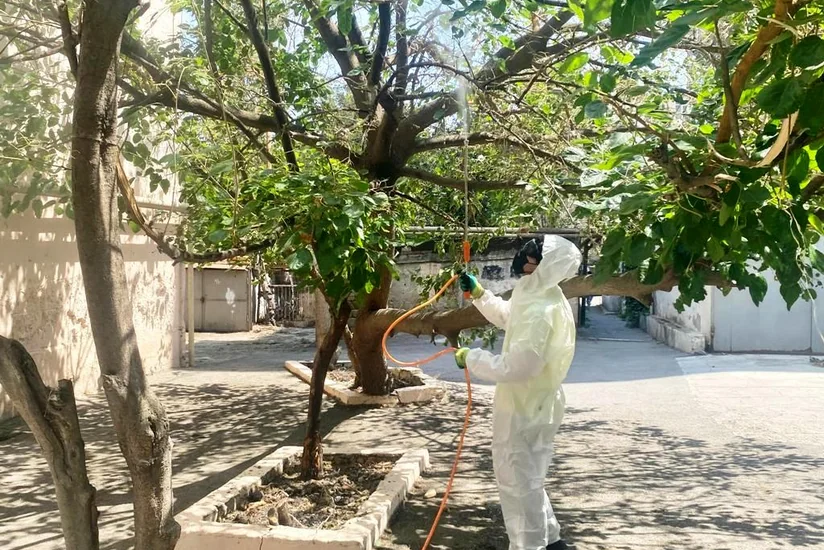 Bakıda tut ağaclarını qurd basıb, dərmanlama işləri aparılır
