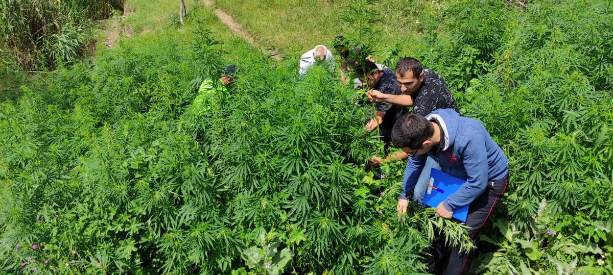 Qazaxda çətənə kolları məhv edilib