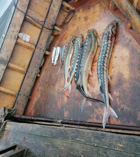 Qanunsuz balıq ovladıqlarına görə 20 nəfər saxlanılıb