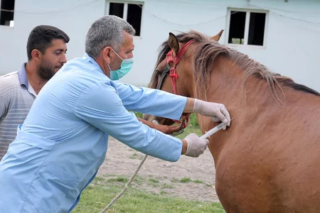 Ağdaşda heyvanlar arasında xüsusi təhlükəli xəstəliklərə qarşı aparılan profilaktik tədbirlər davam etdirilir