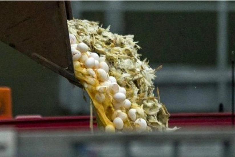 Avropada quş qripi əleyhinə yeni tədbirlər