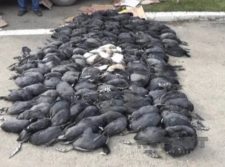 ​Masallı sakini 200-ə yaxın qanunsuz ovlanmış çöl quşu ilə saxlanılıb - FOTO