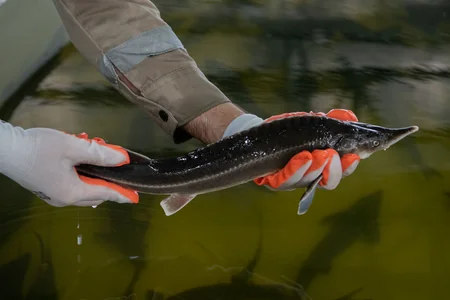 Azerbaijan Fish Farm LLC  вecomes world’s first BAP-сertified сaviar farm