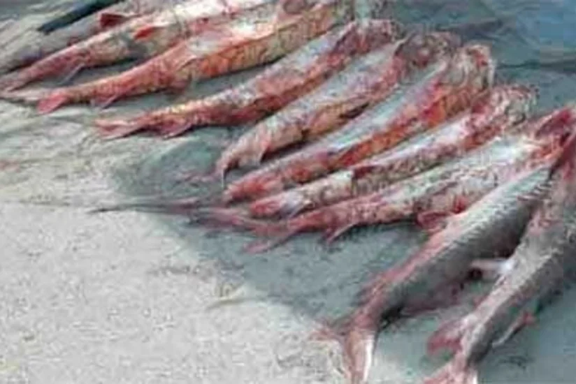 ​Dağıstanda qanunsuz nərə balığı daşıyan azərbaycanlı saxlanılıb