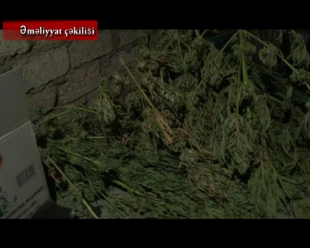 Bakıda narkotik tərkibli bitkilərin kultivasiyası ilə məşğul olan şəxs saxlanılıb