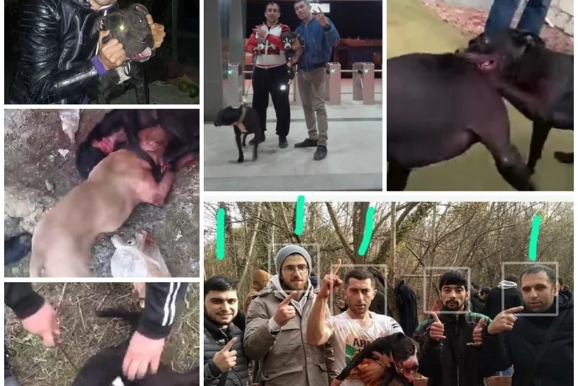 Abşeronda it döyüşləri təşkil edən şəxslər həbs edildi - YENİLƏNİB