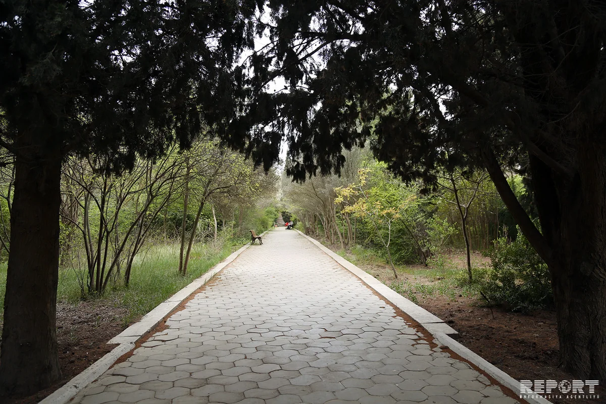 “Qadağalar qoymağa məcburuq” - NƏBATƏT BAĞINDAN REPORTAJ