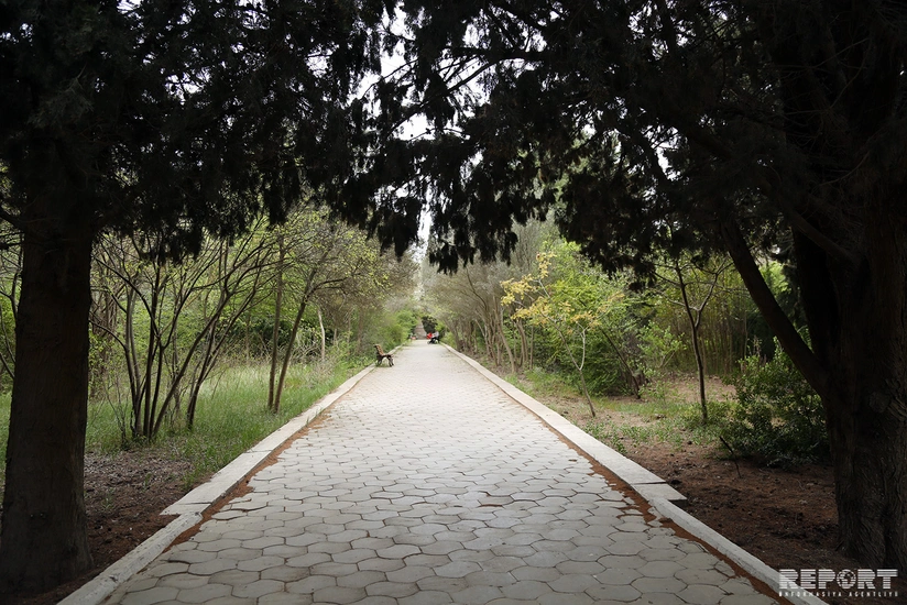 “Qadağalar qoymağa məcburuq” - NƏBATƏT BAĞINDAN REPORTAJ