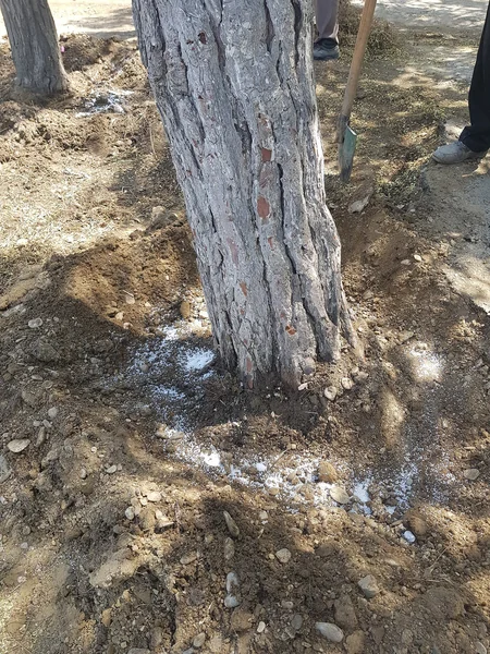 ETSN Yasamalda dibinə maddə tökülən ağacları himayəyə götürüb