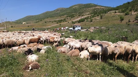 Heyvan düşərgələrində səyyar baytarlıq xidməti təşkil edilib