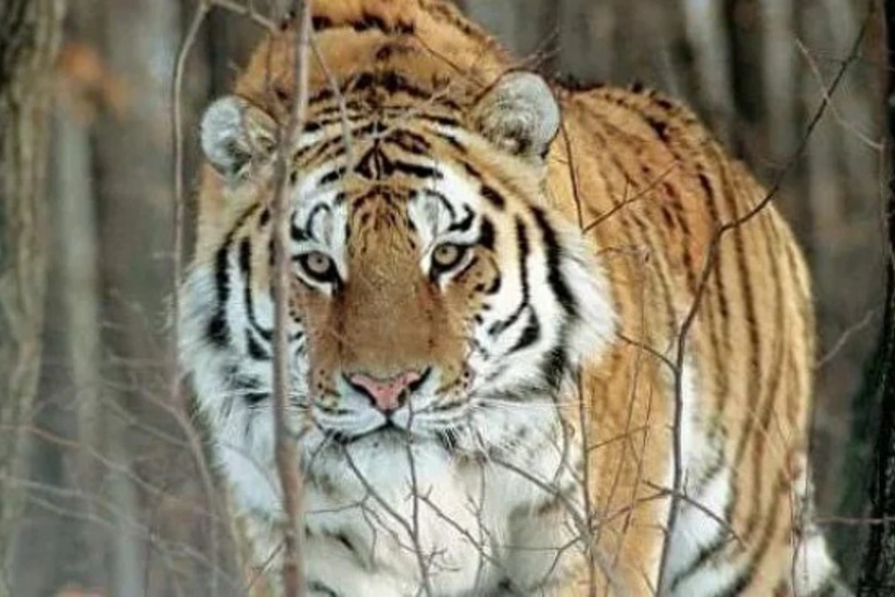 ABŞ-da dünyada ilk dəfə koronavirus pələngdə aşkarlandı