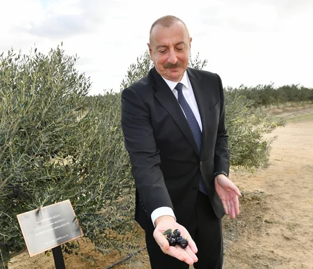 Prezident Zirədə zeytun emalı zavodunun açılışında iştirak edib - YENİLƏNİB