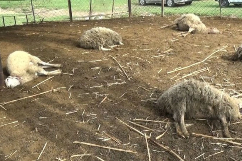 Qəbələdə canavar kəndə hücum edib