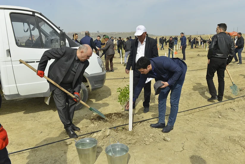 Prokurorluq əməkdaşları növbəti ağacəkmə kampaniyası keçiriblər